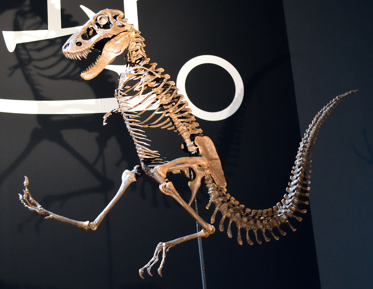 ティラノサウルス・レックス（Tyrannosaurus rex）の幼体歯化石 No.2 