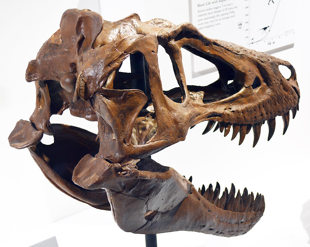 DinoScience 恐竜科学博2023 徹底レポート04 レインｖｓスタン編 とき