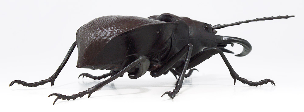 受注生産品 標本 - - 昆虫標本 小型甲虫バリエーションセット