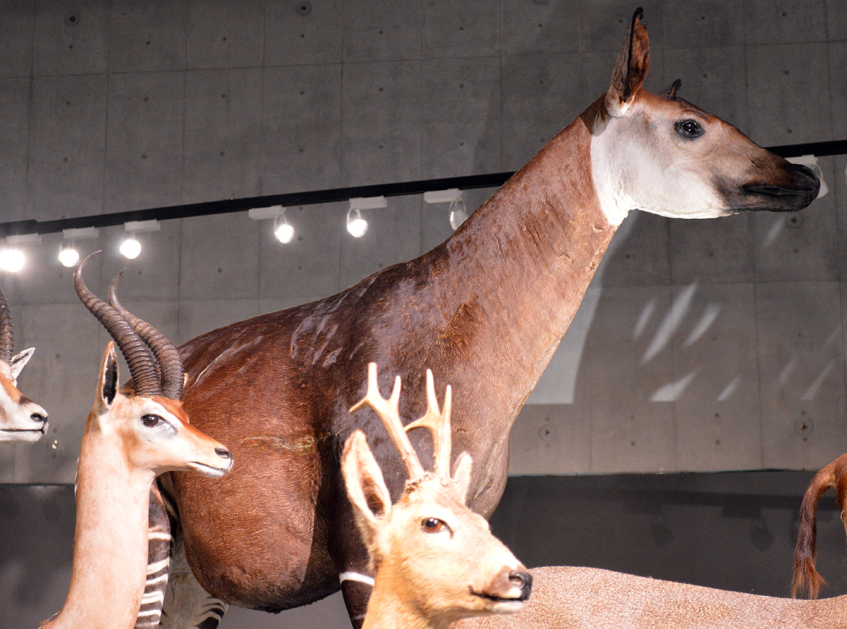 立体カプセル百科事典 ツノのある動物図鑑 ヒツジ メリノー種 博物館