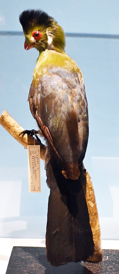 楽天市場】【博物館展示品】剥製 白孔雀【中古】 : リサイクル