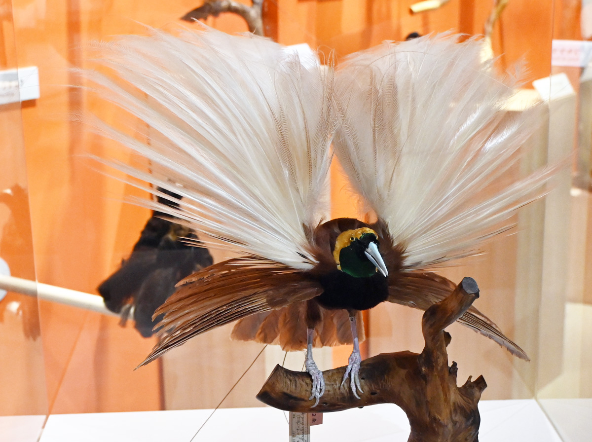 特別展「鳥」2025 レポート その5 ときてっと TOKITETO